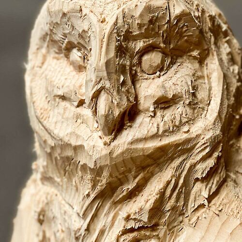 schleiereule, fichte